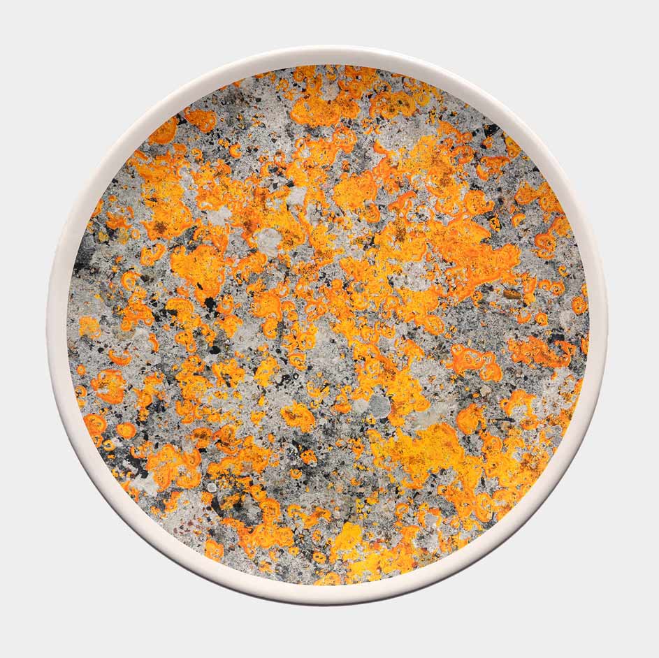 LICHENI plate 32 LS01 orange